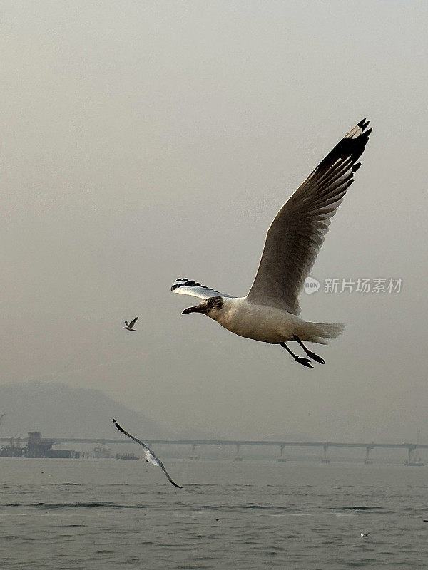 三只细长喙鸥(chicocephalus genei)在印度洋上空飞过海浪的特写图像，聚焦于前景